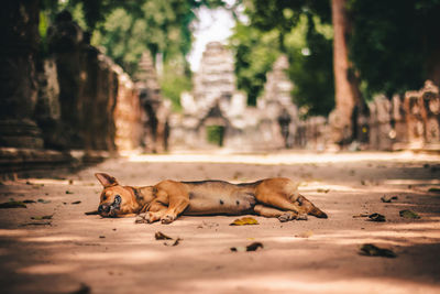 View of a sleeping dog.