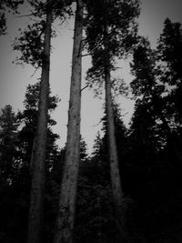 Low angle view of trees against sky