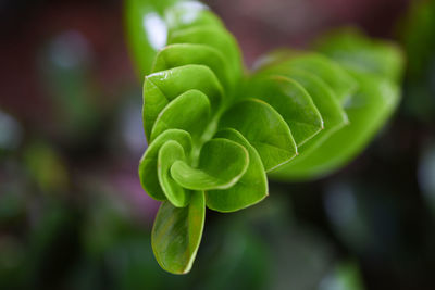 Close-up of green plant