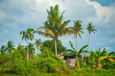 Palm trees and plants growing on field against sky