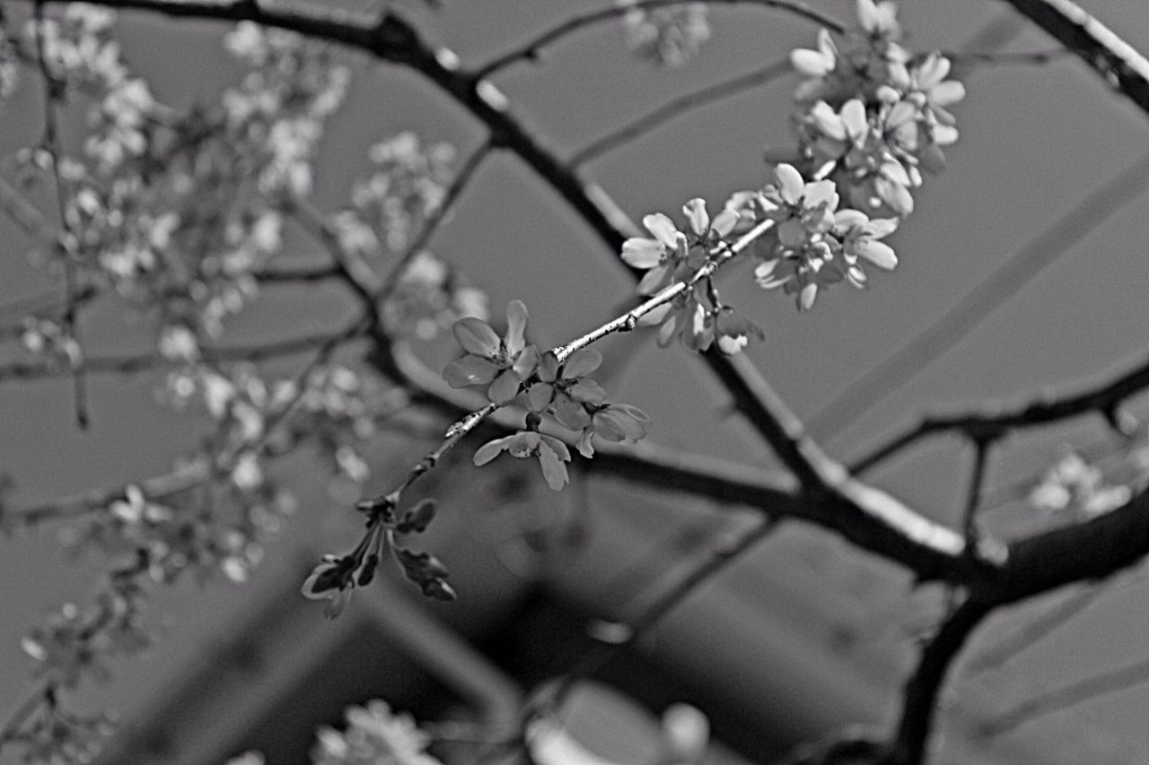 flower, freshness, branch, growth, focus on foreground, fragility, twig, close-up, nature, beauty in nature, petal, blossom, tree, plant, selective focus, blooming, stem, bud, in bloom, cherry blossom