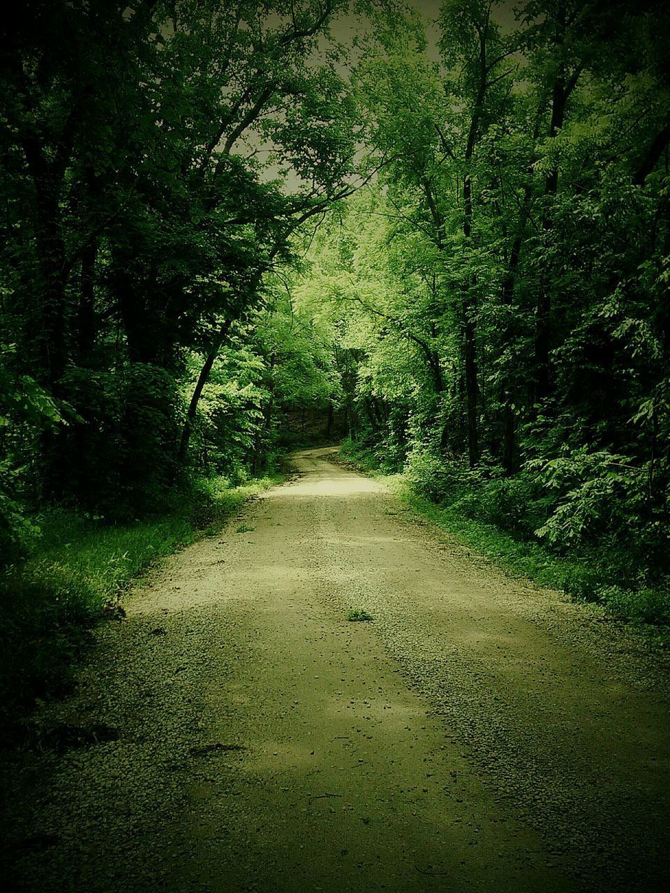 ROAD IN FOREST