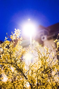 Low angle view of trees against sky