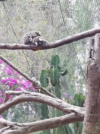 View of an animal on tree