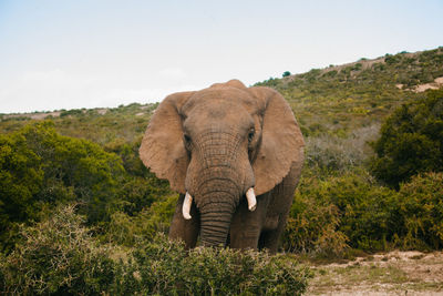 Elephant on landscape against sky