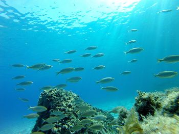 School of fish swimming in sea