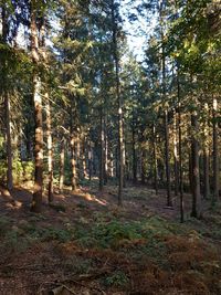 Trees in forest