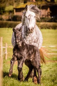 Horse standing on field