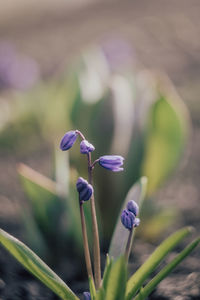 Close-up of purple flowering plant