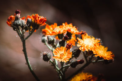 Close-up of orange flowers on plant