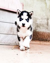 Retrato husky siberiano bebe