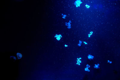 Close-up of jellyfish in water at night