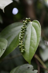 Close-up of flower buds