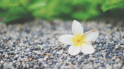 Close-up of frangipani on pebbles