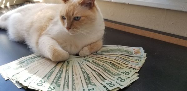 Close-up portrait of white cat relaxing on floor