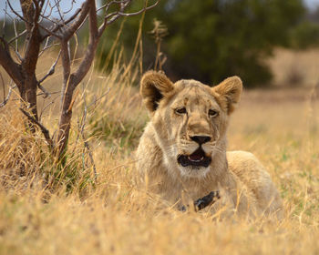 Portrait of lion