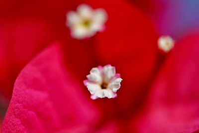 Close-up of red flower blooming outdoors