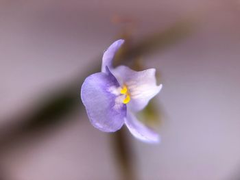 Close-up of purple flower