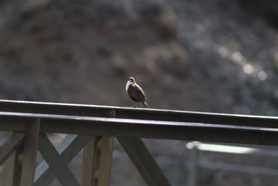 Bird perching on railing