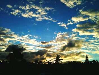 Silhouette of trees at sunset