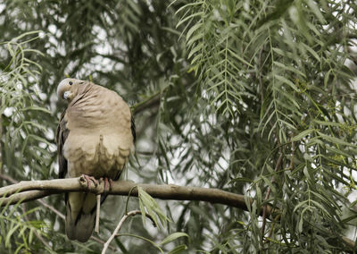 Low angle view of eurasian collared dove perching on tree