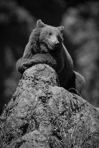 Mono brown bear lying on rocky outcrop