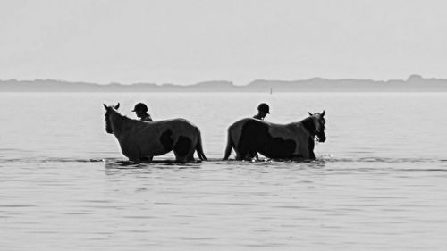 Horses on sea against clear sky