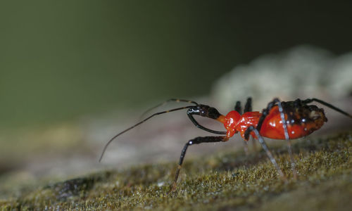 Close-up of ant