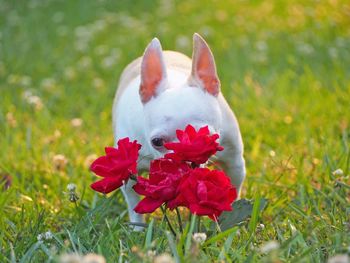 Close-up of red flower on field