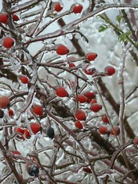 Close-up of trees