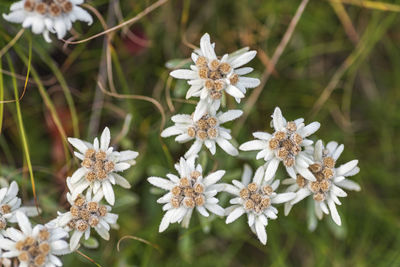 Close-up of white flowering plants