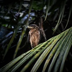 Bird perching on a plant