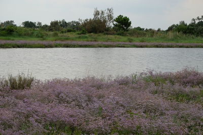 Scenic view of lake against sky