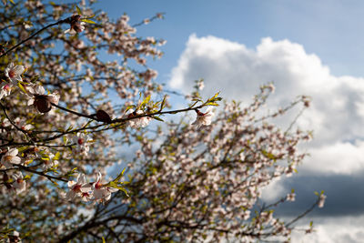 Low angle view of cherry blossoms in spring