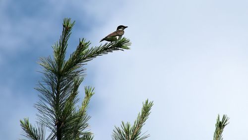 Low angle view of bird perched on a tree against sky