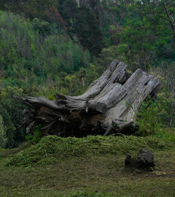 Trees on field in forest