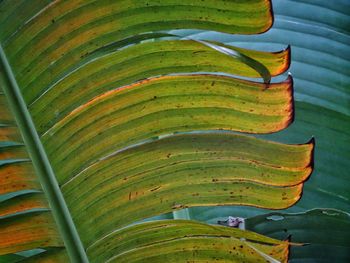 High angle view of green leaves on plant