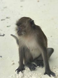 Close-up of monkey sitting outdoors