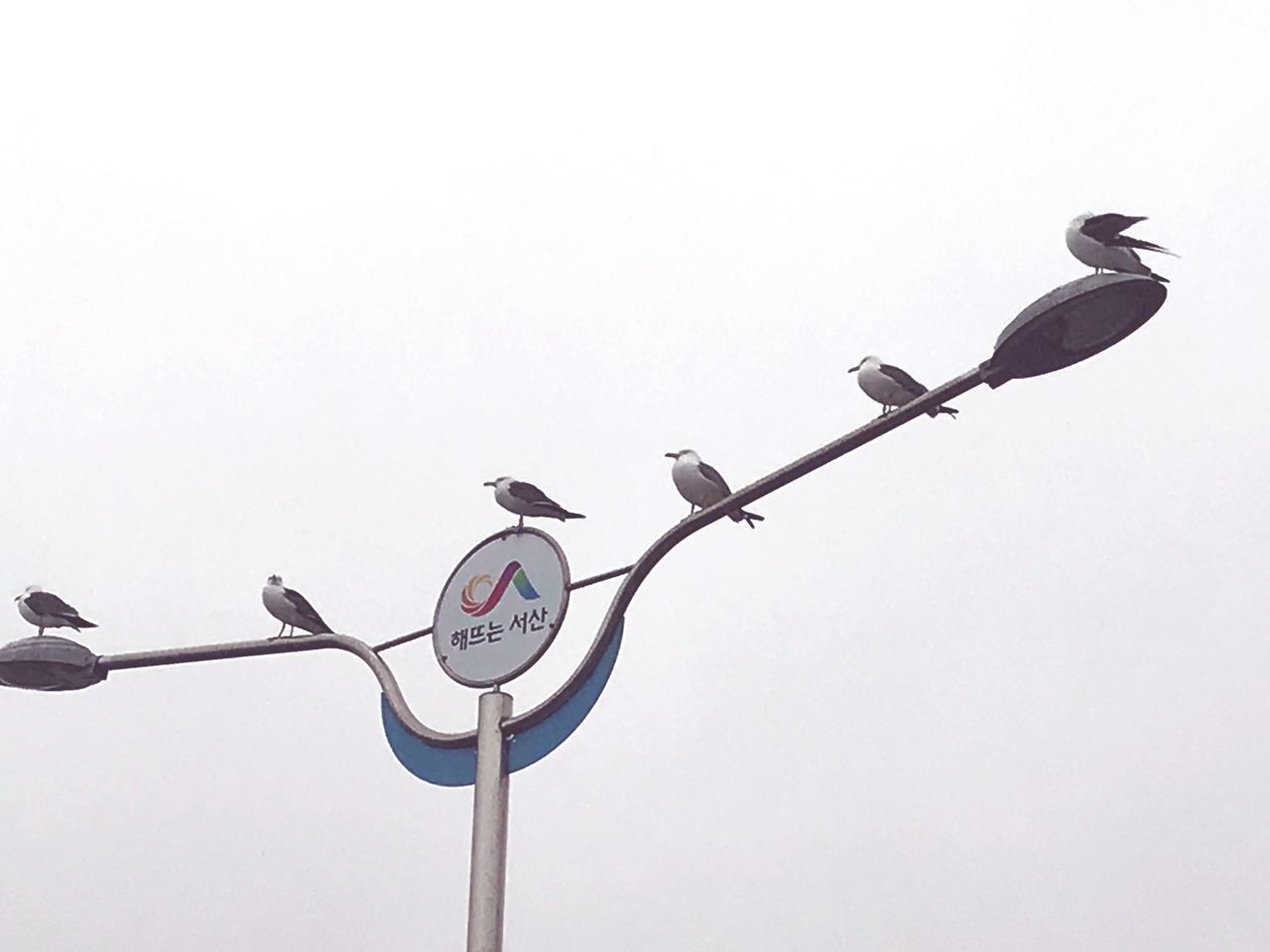LOW ANGLE VIEW OF BIRDS PERCHING ON STREET LIGHT