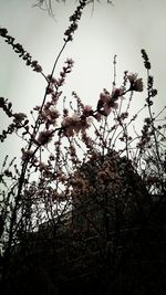 Low angle view of tree against sky