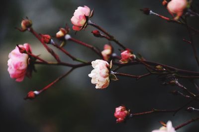 Close-up of pink cherry blossoms in spring