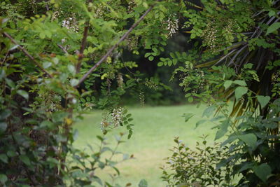 Plants and trees in forest