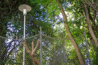 Low angle view of street light amidst trees in forest