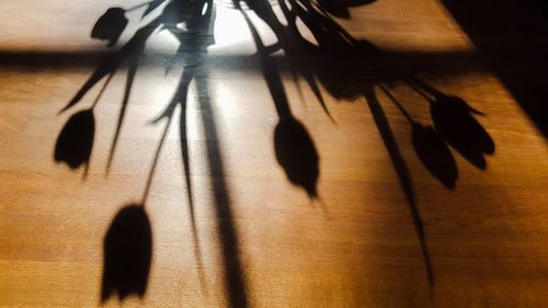 Close-up of silhouette birds on floor