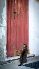 Cat waiting by red door