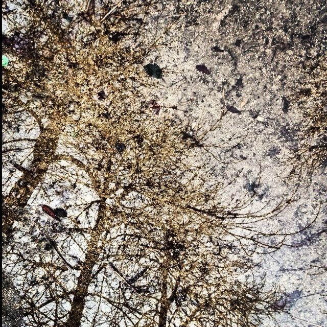 LOW ANGLE VIEW OF BIRDS PERCHING ON TREE BRANCH