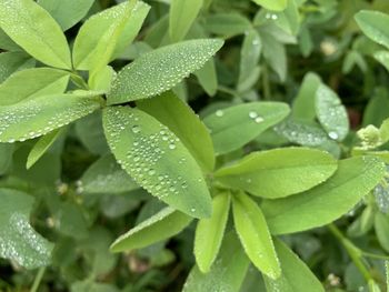 Close-up of wet plant leaves during rainy season