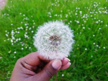 Close-up of cropped hand holding dandelion