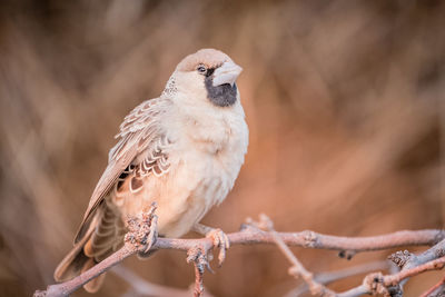 Close-up of bird perching on branch