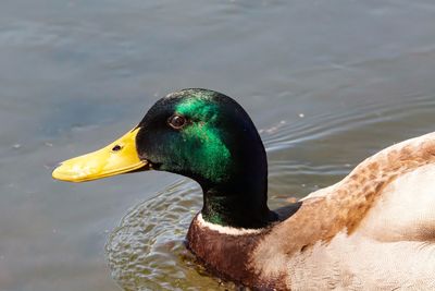 Close-up of a duck in a lake